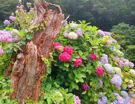 太宗台 繡球花|釜山景點